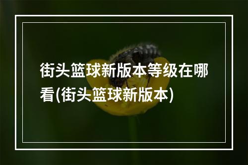 街头篮球新版本等级在哪看(街头篮球新版本)