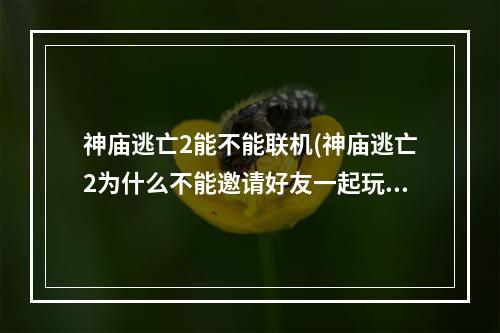 神庙逃亡2能不能联机(神庙逃亡2为什么不能邀请好友一起玩 好友系统玩法)