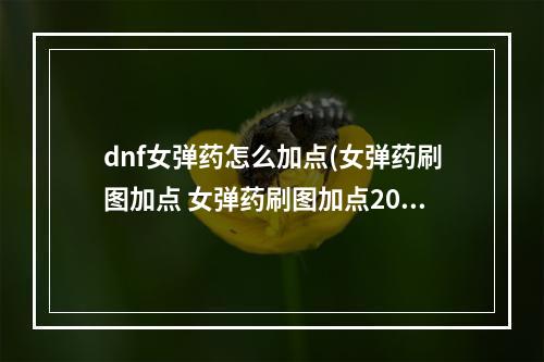 dnf女弹药怎么加点(女弹药刷图加点 女弹药刷图加点2022  )