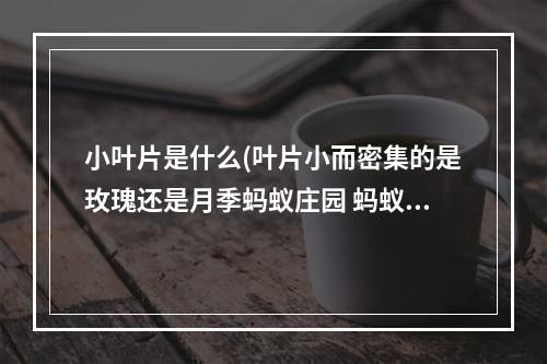 小叶片是什么(叶片小而密集的是玫瑰还是月季蚂蚁庄园 蚂蚁庄园今日)