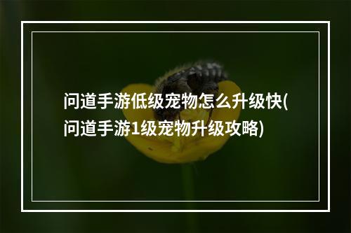 问道手游低级宠物怎么升级快(问道手游1级宠物升级攻略)