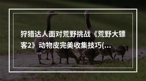 狩猎达人面对荒野挑战《荒野大镖客2》动物皮完美收集技巧(收集趣味)