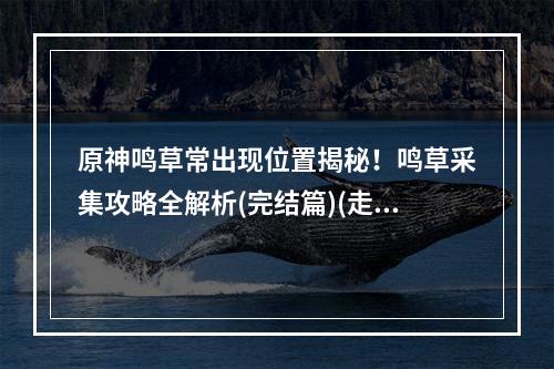 原神鸣草常出现位置揭秘！鸣草采集攻略全解析(完结篇)(走遍全世界也不能错过的原神鸣草采集地点及路线！(必看))