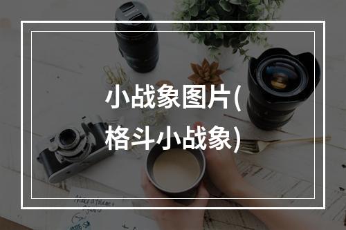 小战象图片(格斗小战象)