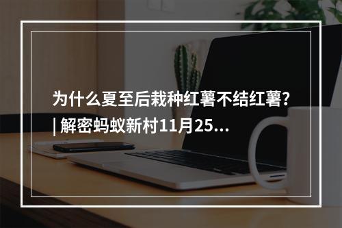 为什么夏至后栽种红薯不结红薯？| 解密蚂蚁新村11月25日谜底(探究红薯栽种的季节和条件 | 蚂蚁新村11月25日真相揭晓)