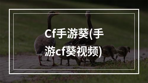 Cf手游葵(手游cf葵视频)