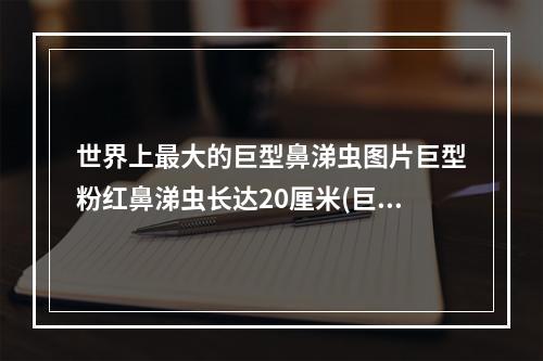 世界上最大的巨型鼻涕虫图片巨型粉红鼻涕虫长达20厘米(巨型鼻涕虫)