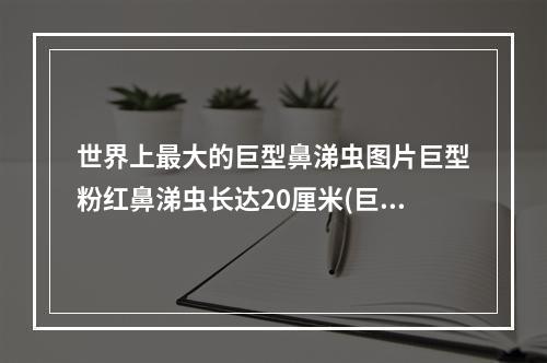 世界上最大的巨型鼻涕虫图片巨型粉红鼻涕虫长达20厘米(巨型鼻涕虫)