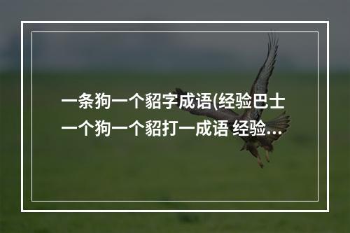 一条狗一个貂字成语(经验巴士 一个狗一个貂打一成语 经验巴士)