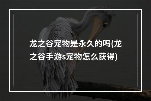 龙之谷宠物是永久的吗(龙之谷手游s宠物怎么获得)