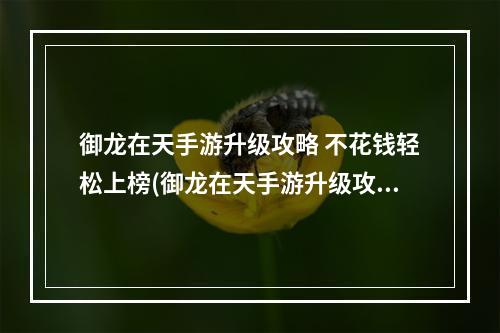 御龙在天手游升级攻略 不花钱轻松上榜(御龙在天手游升级攻略快速升级方法介绍)