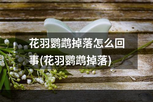 花羽鹦鹉掉落怎么回事(花羽鹦鹉掉落)