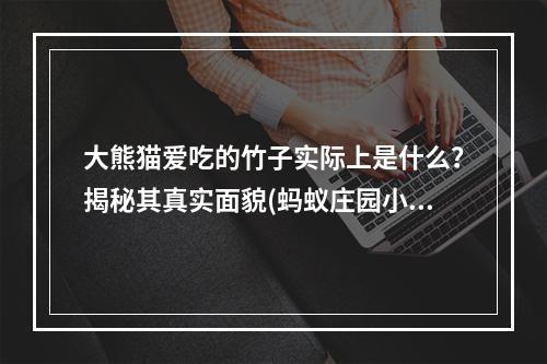 大熊猫爱吃的竹子实际上是什么？揭秘其真实面貌(蚂蚁庄园小课堂竹子是怎样的一种植物？)