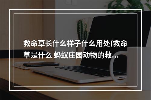 救命草长什么样子什么用处(救命草是什么 蚂蚁庄园动物的救命草)