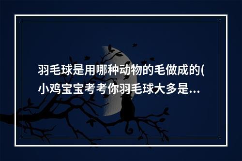 羽毛球是用哪种动物的毛做成的(小鸡宝宝考考你羽毛球大多是用哪种动物的羽毛制成的)