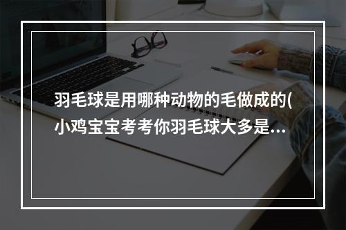 羽毛球是用哪种动物的毛做成的(小鸡宝宝考考你羽毛球大多是用哪种动物的羽毛制成的)