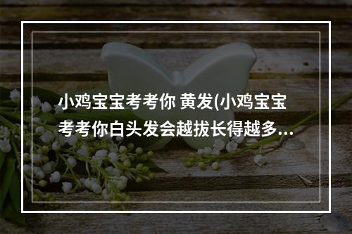 小鸡宝宝考考你 黄发(小鸡宝宝考考你白头发会越拔长得越多吗)